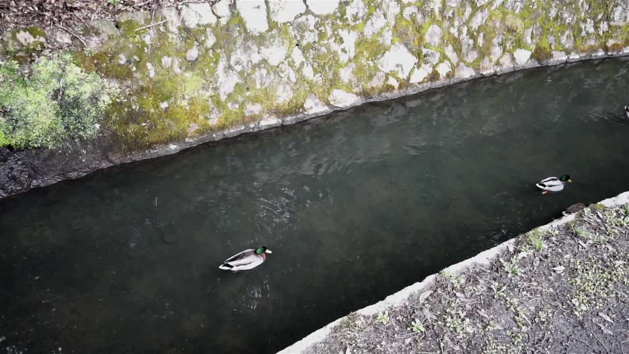 Ducks swimming in a stream in Kyoto in winter