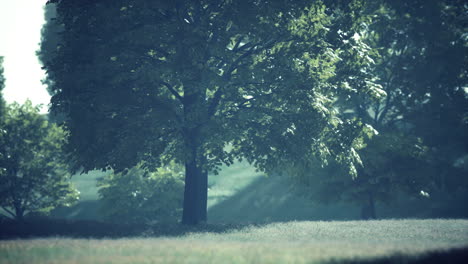 Big mapple tree with green leaves in a summer day