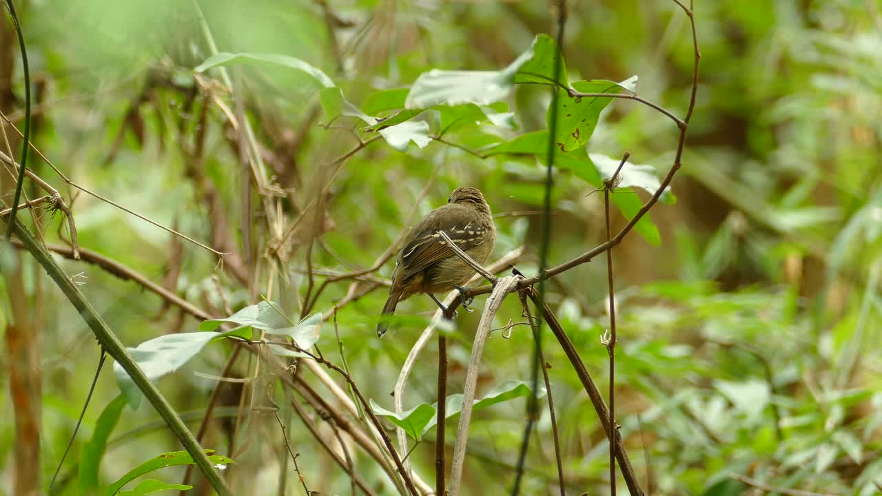 imágenes macro de la vida silvestre de un pájaro marrón descansando en una percha en la selva amazónica durante el día ventoso