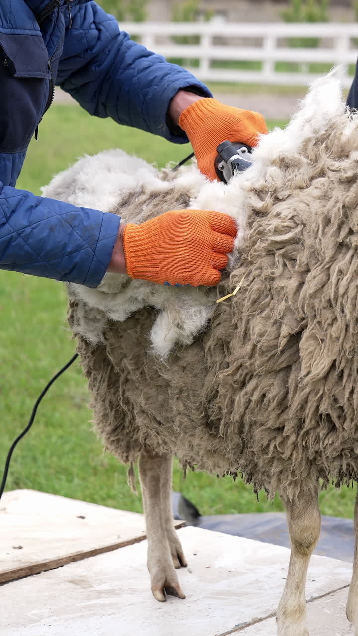 Farmer shearing sheep in corral