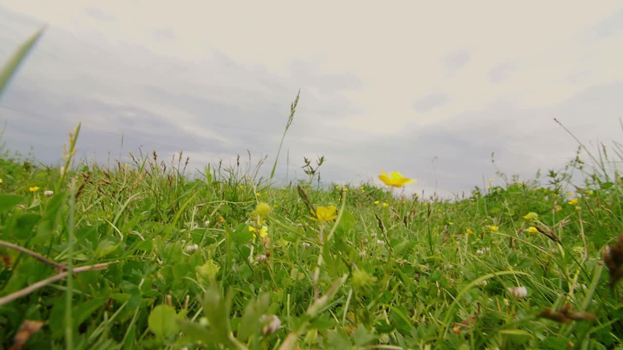 White Butterfly on a Yellow Flower in a Meadow