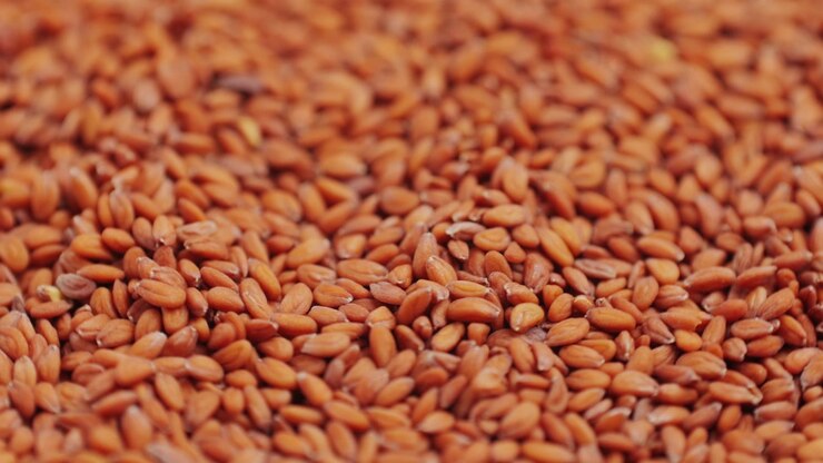 Close-up of Garden Cress Seeds