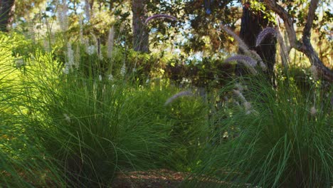 dolly shot through reed grass in carmel garden with hedge and trees in background