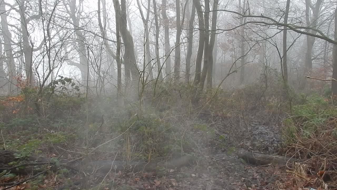 Alberi di un bosco incantato, mistico e suggestivo in una densa nebbia atmosferica.
