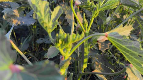 lady finger or okra vegitable growing in the field