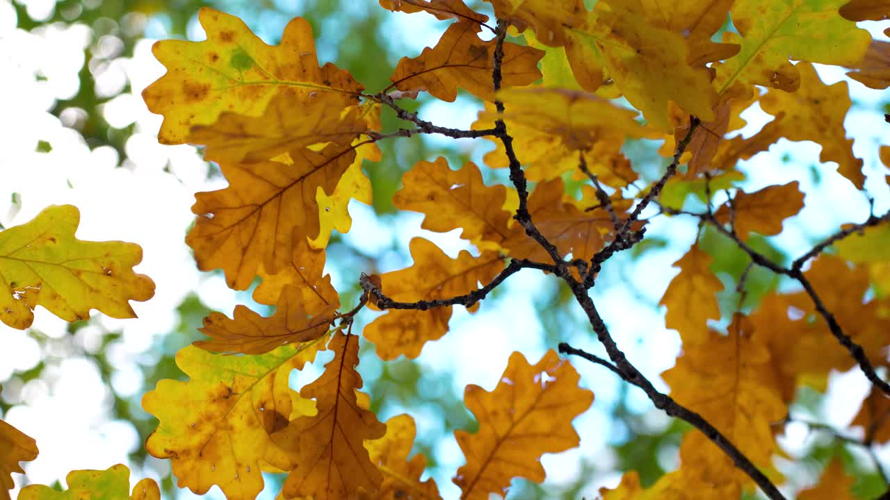 Colorful golden oak tree leaves swinging on tree branches, view from bellow