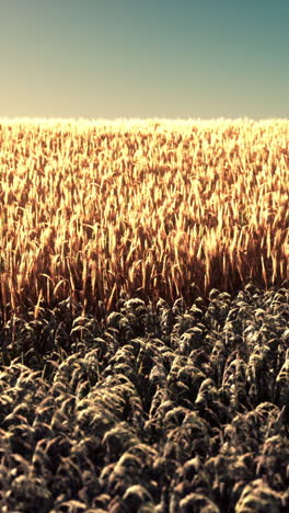 golden wheat field at sunrise/sunset