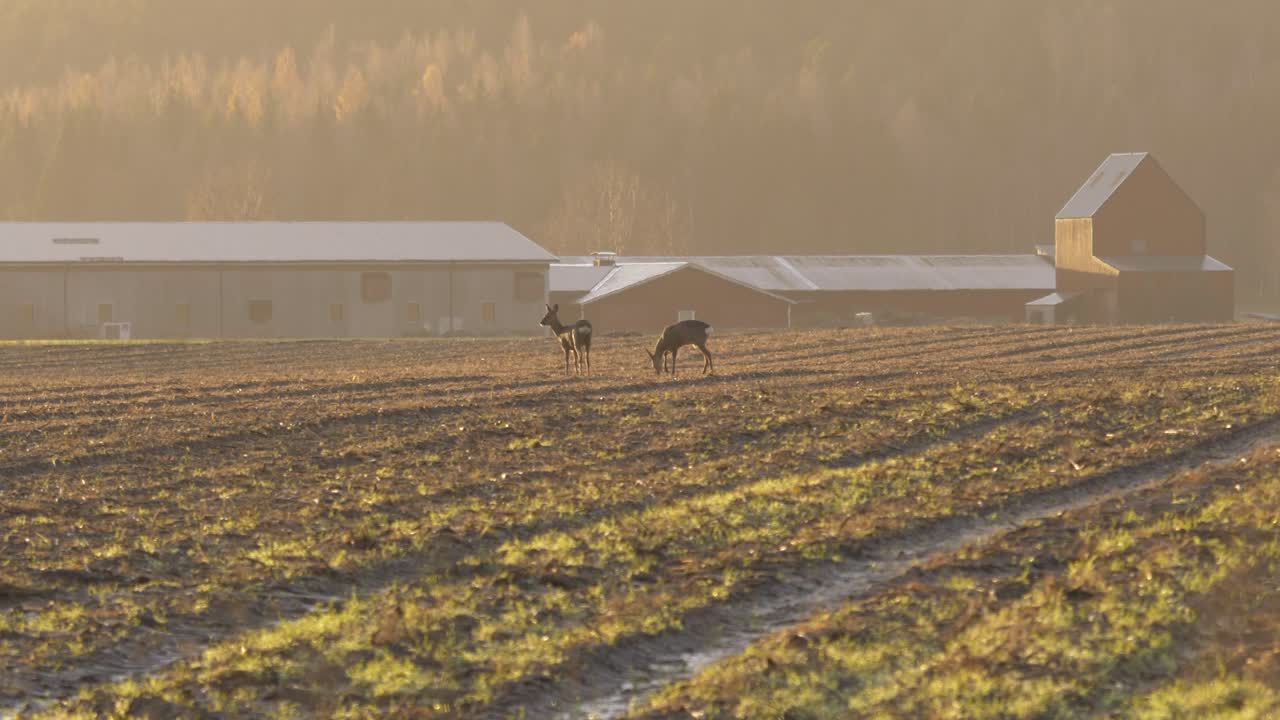 Coppia di cervi dalla coda bianca che pascolano pacificamente in un campo agricolo, in una mattinata dorata e nebbiosa - Campo lungo.