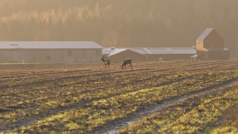 couple of white tailed deer grazing peacefully on farm field, on a golden misty morning - wide shot