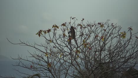 a monkey sitting on top of a tree in windy weather