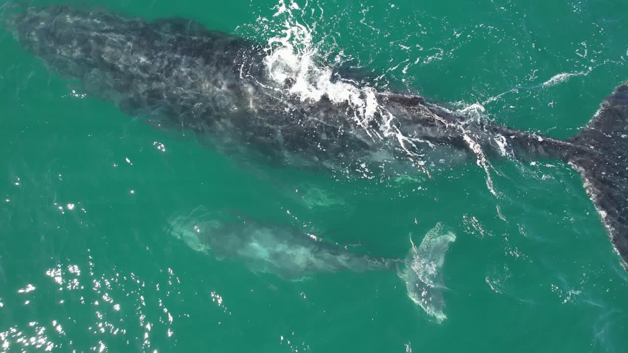 Humpback Whales Mother And Calf In Ocean In New South Wales, Australia - Drone Shot