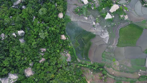 Overhead-drone-shot-of-rice-fields,-jungle-and-flooded-farmland-in-Madagascar,-Africa