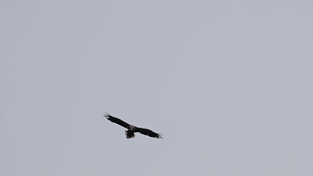 Handheld low angle telephoto clip of white tailed eagle Haliaeetus albicilla flying overhead. Bird glides beneath clouds in dramatic natural scene