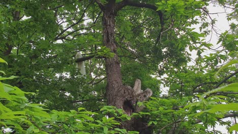 white peacock perched on tree in forest