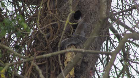 Gray-Squirrel-climbing-up-tree-trunk-in-the-snow