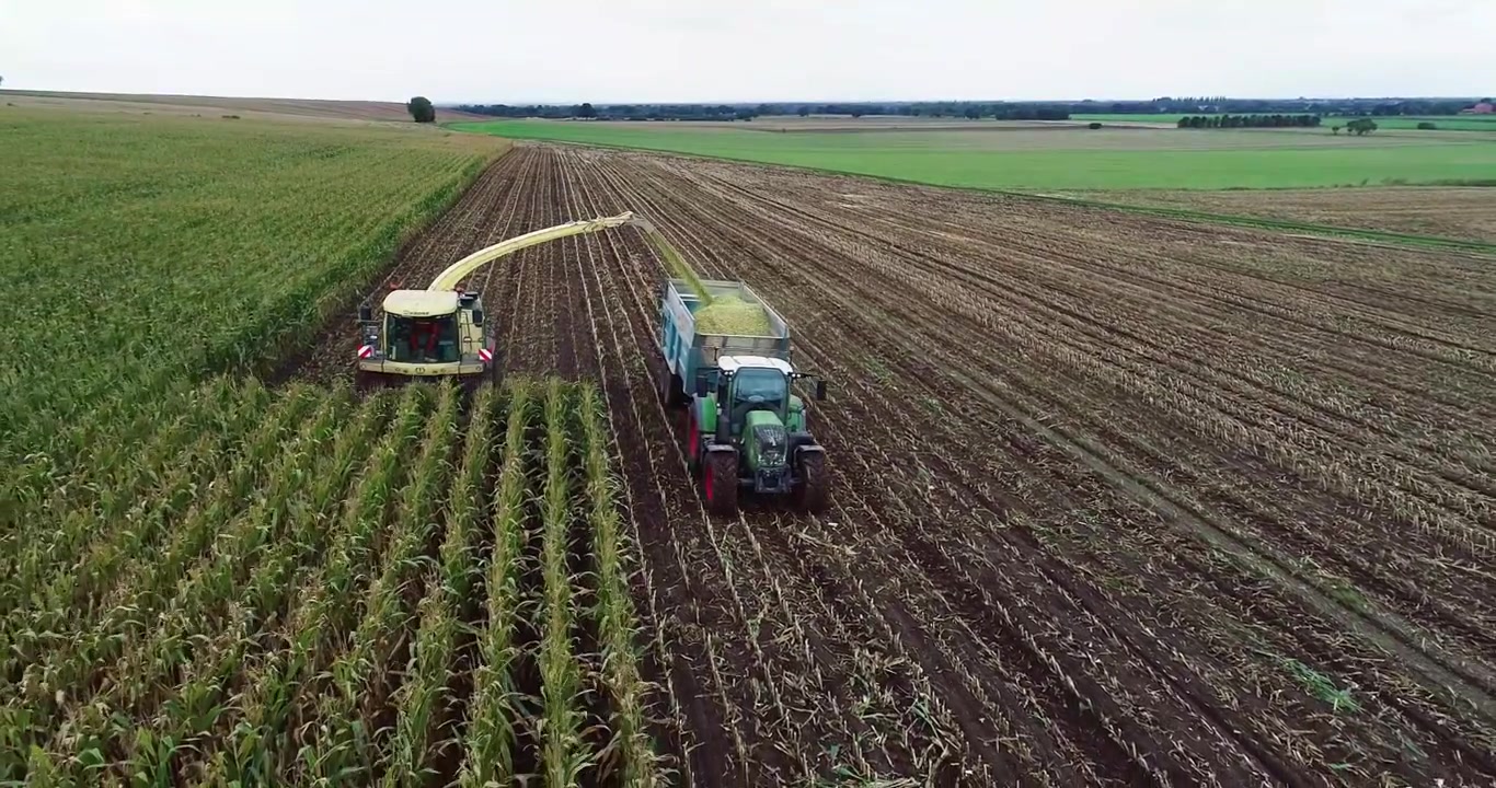 Raccolta del mais con una mietitrice dedicata che tritura l'intera pianta e la soffia in trattori e rimorchi che procedono affiancati. Il mais viene utilizzato in digestori anaerobici per produrre gas.
