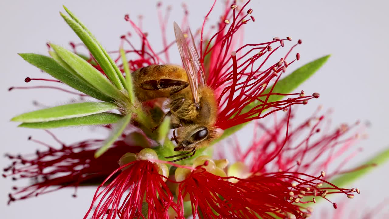 Close-up of a honeybee interacting with a red bottlebrush flower, showcasing detailed textures and vibrant colors in a studio setting