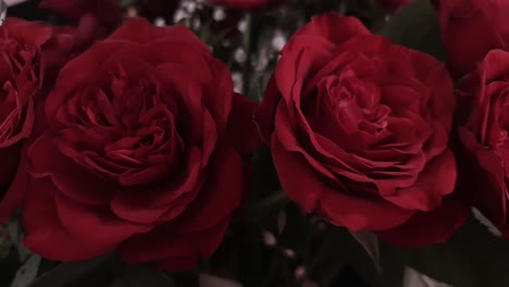 Rosen,-Blumen-Für-Ihre-Lieben