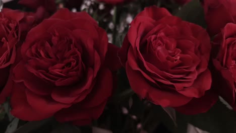 roses, flowers for your loved ones