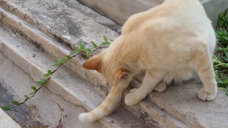 cat interacts with object on concrete steps