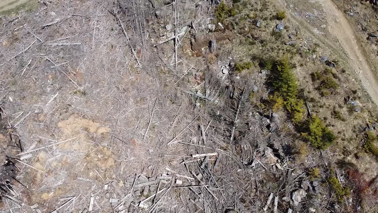 Aerial View of Logged Forest of Port Alberni, Vancouver Island, Canada