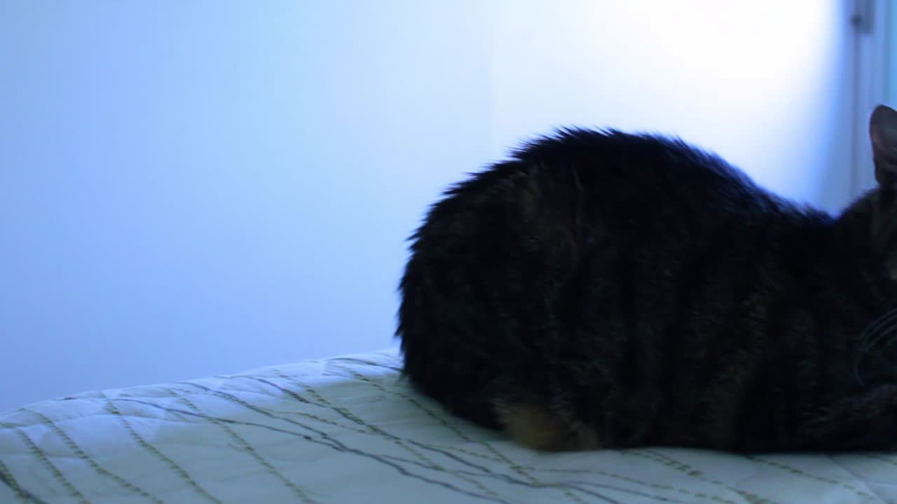 아메리칸 쇼트헤어 고양이 침대에 누워 카메라를 응시