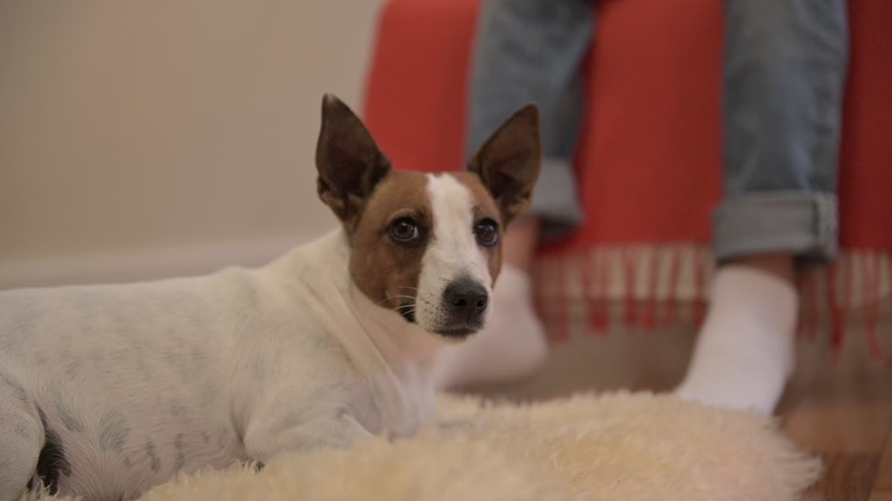 la cámara enfoca a un perro tirado en el suelo, mientras un niño se balancea en la silla