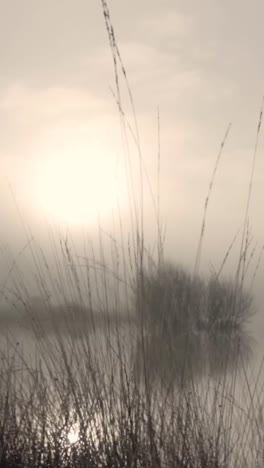 misty sunrise over marsh