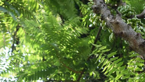 árbol-Bilimbi-Con-Frutos-En-Sri-Lanka-En-Abril