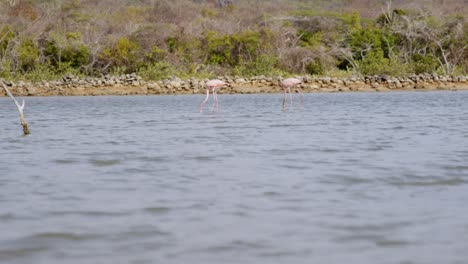 Dos-Flamencos-Rosados-Forrajeando-En-Aguas-Tranquilas-Cerca-De-Una-Isla-Exuberante,-Durante-El-Día