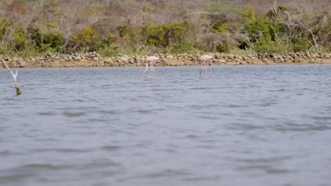 dos flamencos rosados buscando alimento en aguas tranquilas cerca de una isla exuberante, durante el día