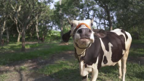 wit en zwart gekleurde koe grazen in het veld en kijken naar camera, slow motion