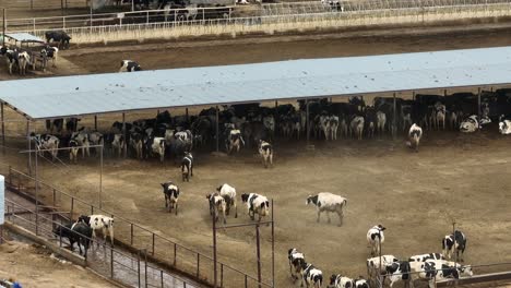 cattle in feed lot at farm ranch