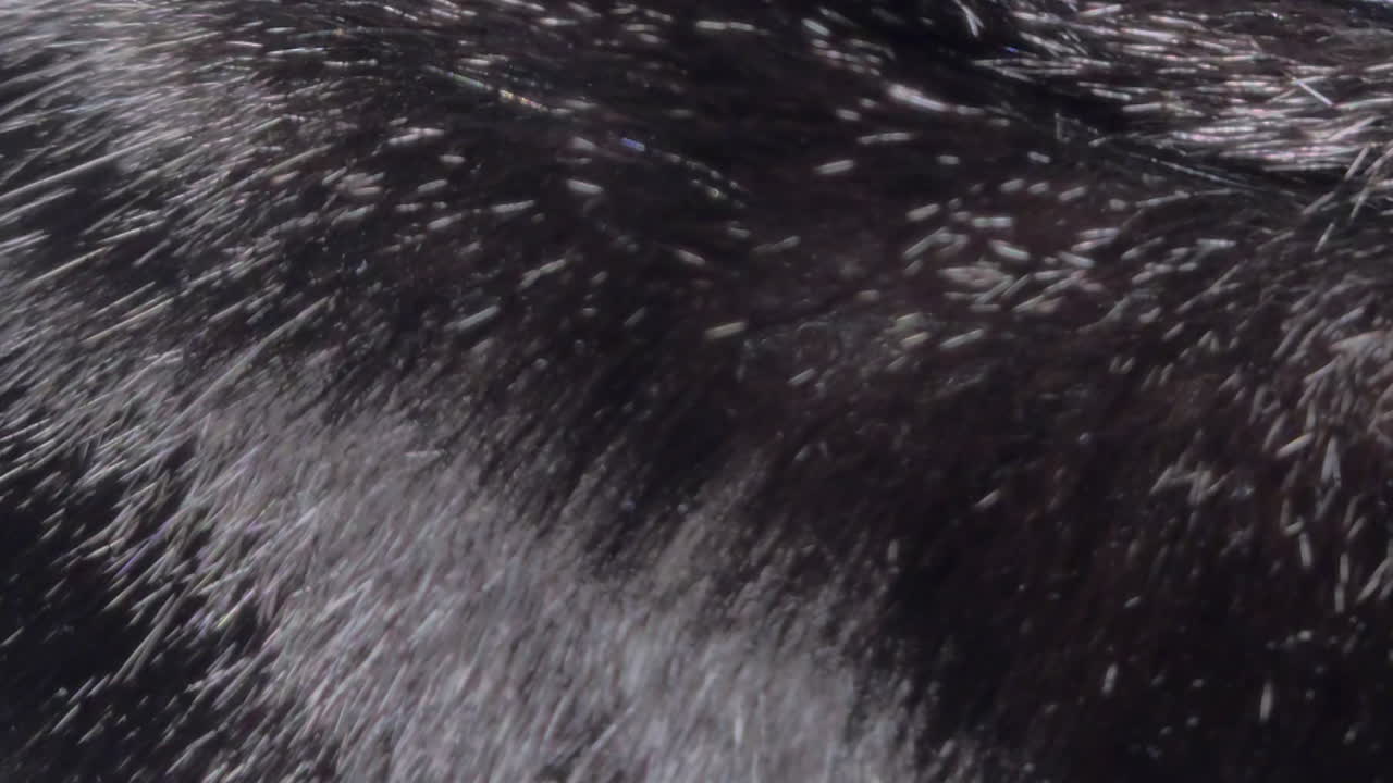 Filmagem macro íntima capturando a respiração suave e rítmica de um gato em repouso, focada na textura macia da pelagem escura e pontas de pelos prateadas, criando uma atmosfera doméstica pacífica e calmante hoje