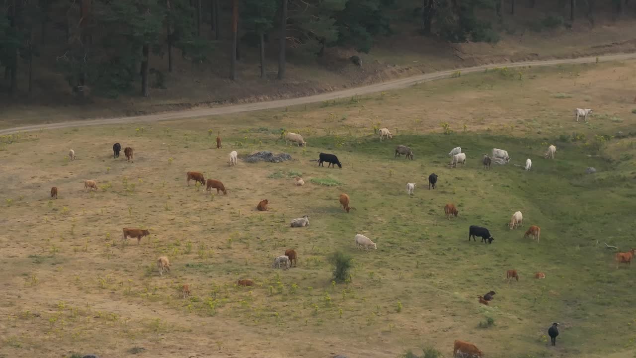 дронный кадр луга с большой группой коров, которые пасутся, есть разные цвета, черный, белый, коричневый, они находятся на летнем пастбище, есть грунтовая дорога и за соснами