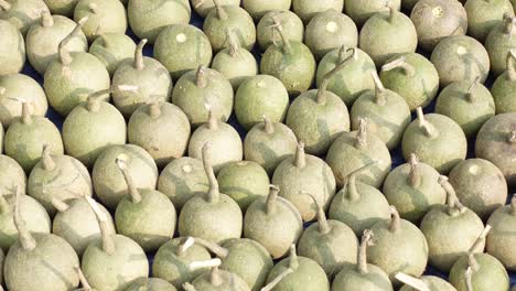 ripe wood apple fruits (limonia acidissima) are lined up under the open sun for drying. ripe wood apple fruit pattern background. close up views of wood apple fruits.