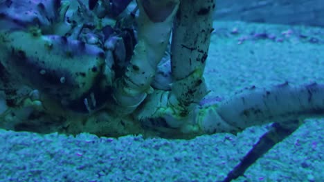 extreme closeup of mouth and eyes of a king crab deep down at seabed in cool blue light