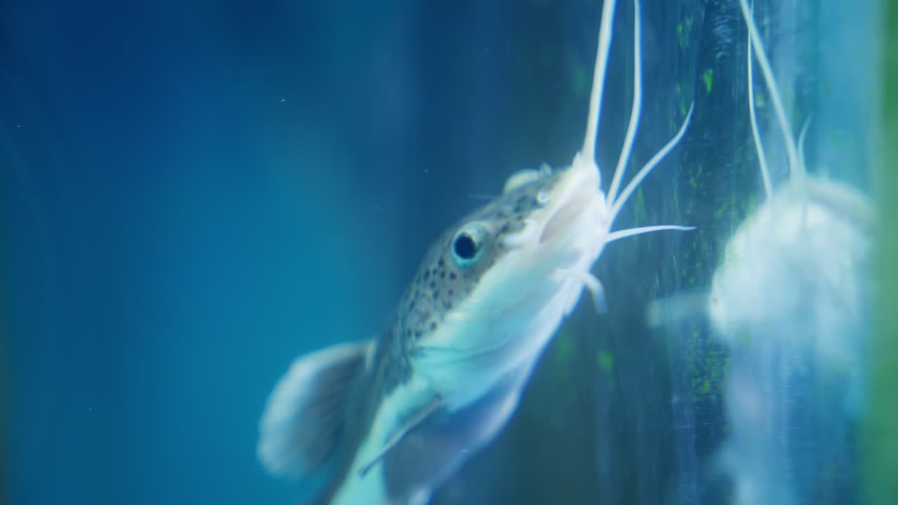 pez gato contemplando su reflejo en el vidrio del acuario