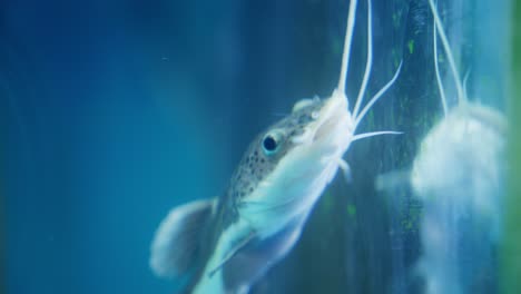 Bagre-Contemplando-Su-Reflejo-En-El-Cristal-Del-Acuario