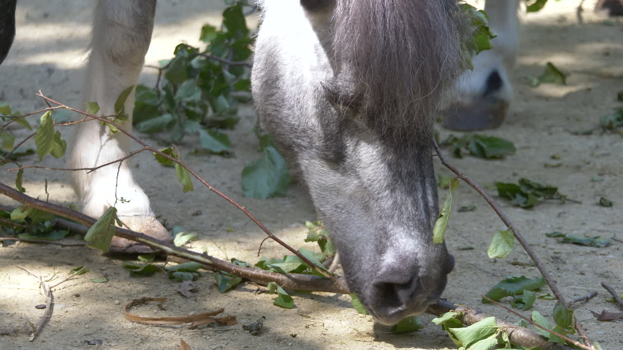 primer plano de un lindo caballo pony comiendo hojas de una rama de árbol que cae en la naturaleza - un lindo caballo blanco gris alimentándose de plantas al aire libre en la granja