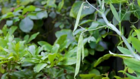 Sweet-pea-seed-pods-swaying-on-a-plant-growing-in-an-English-garden