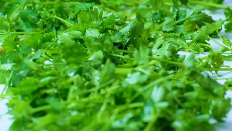 Looking-over-Coriander-and-Cilantro-to-Prepare-for-Cooking