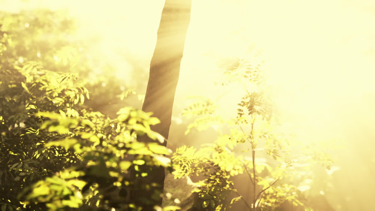 숲 속 의 나무 들 을 통해 빛나는 빛