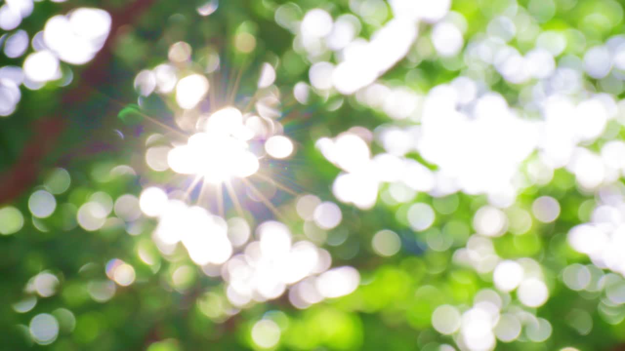 4k uhd 아름다운 흐릿한 자연 녹색, 나무의 잎을 통해 빛나는 빛, 자연 흐릿한 배경, 추상적인 자연 녹색 bokeh 배경, 바람과 함께 움직이는 잎.