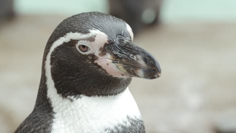 extreme close up shot of penguin in a zoo - slow motion