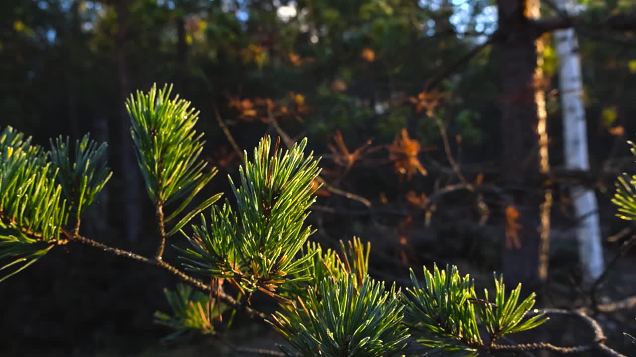Close up view gliding over green and morning dew covered wet and frosty pine or spruce tree needles in a marshland bog during sunny autumn morning with bokeh blurry background, shallow depth of field