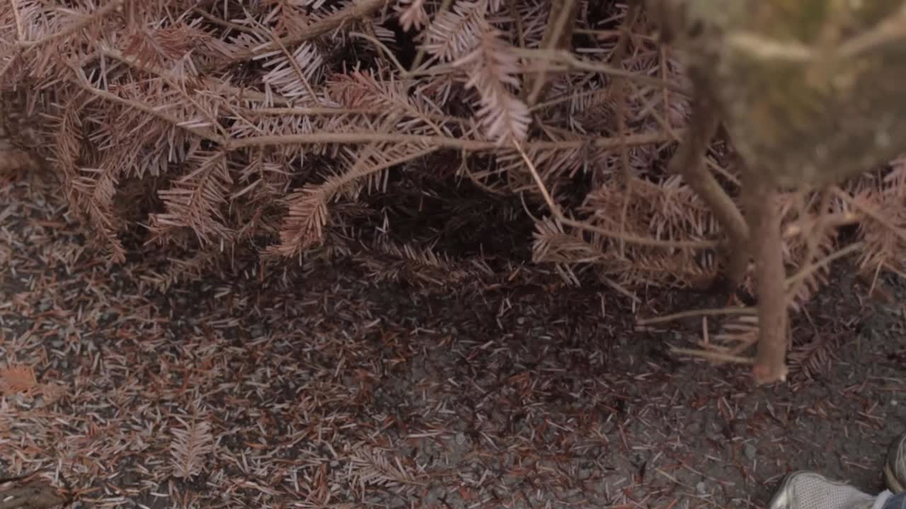 женщина переносит мертвую елку для сбора и переработки крупным планом