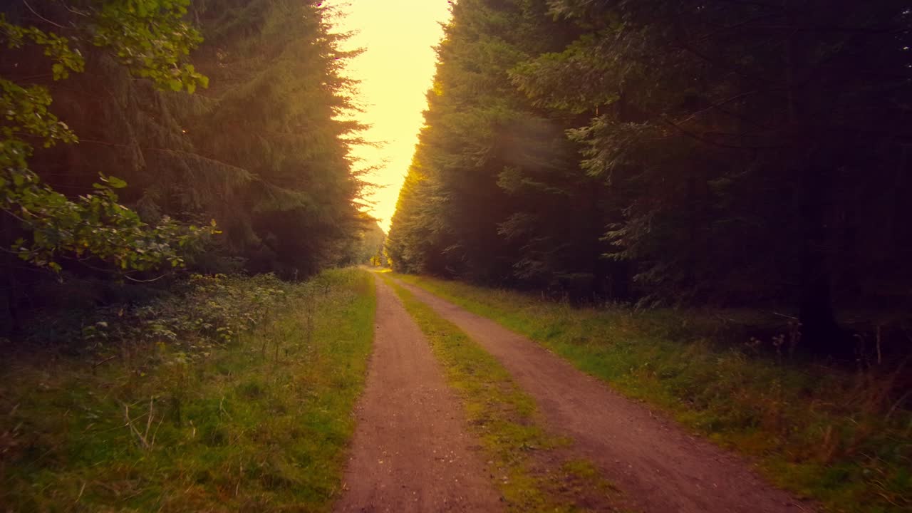 Slowmo drive down forrest path in warm teal-orange colors