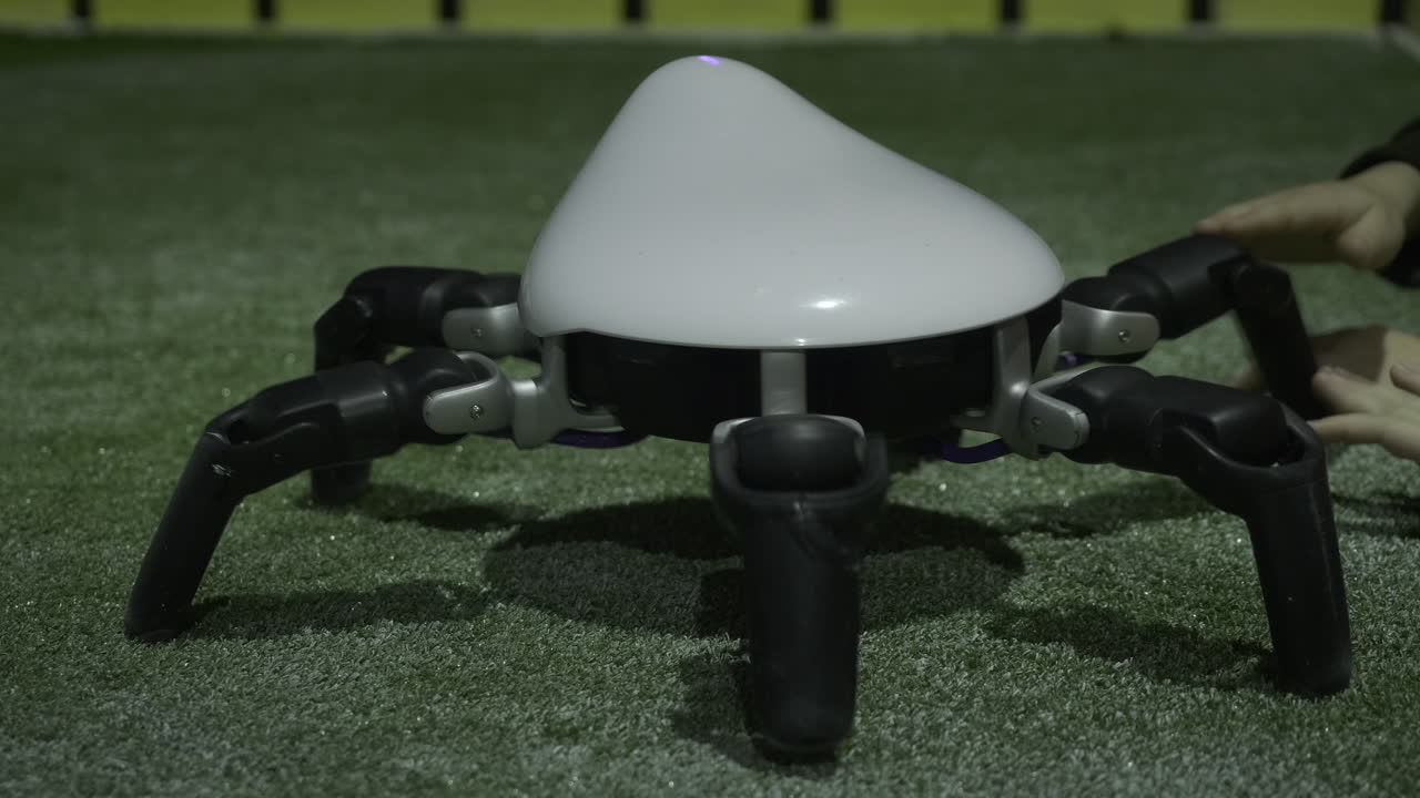 잔디에 있는 거미 로