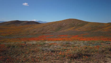 super bloom of 2019, amazing poppies that are blooming in antelope valley, ca